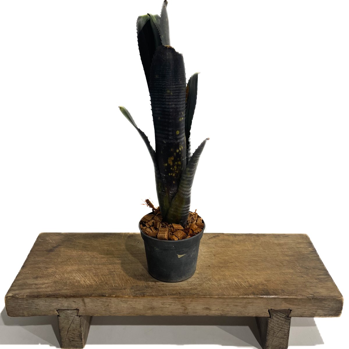 ビルベルギア オビ-ワン「Billbergia Obi - Wan」64G-3 | SHOUC