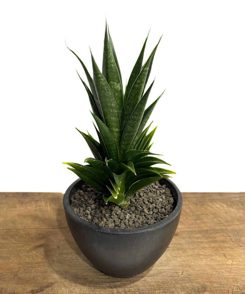 サンセベリア 龍神「Sansevieria Ryujin (by Unyamanee Gard サンセベリア 龍神「Sansevieria Ryujin (by Unyamanee Gard