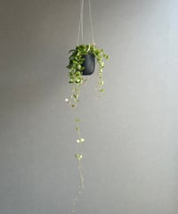 EMP サンセベリア KAMINARI カミナリ / SA293 サンセベリア