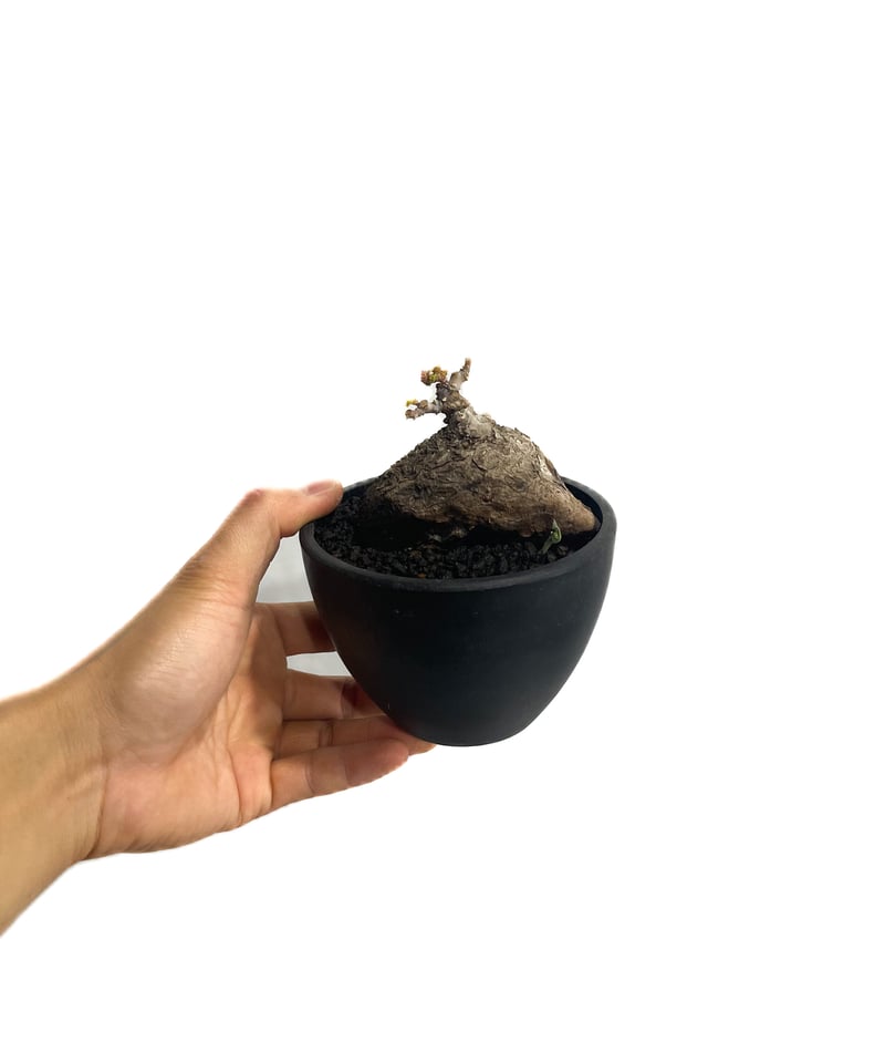 ステファニア カウィーサキー「Stephania Kaweesakii」3/8-128 | S