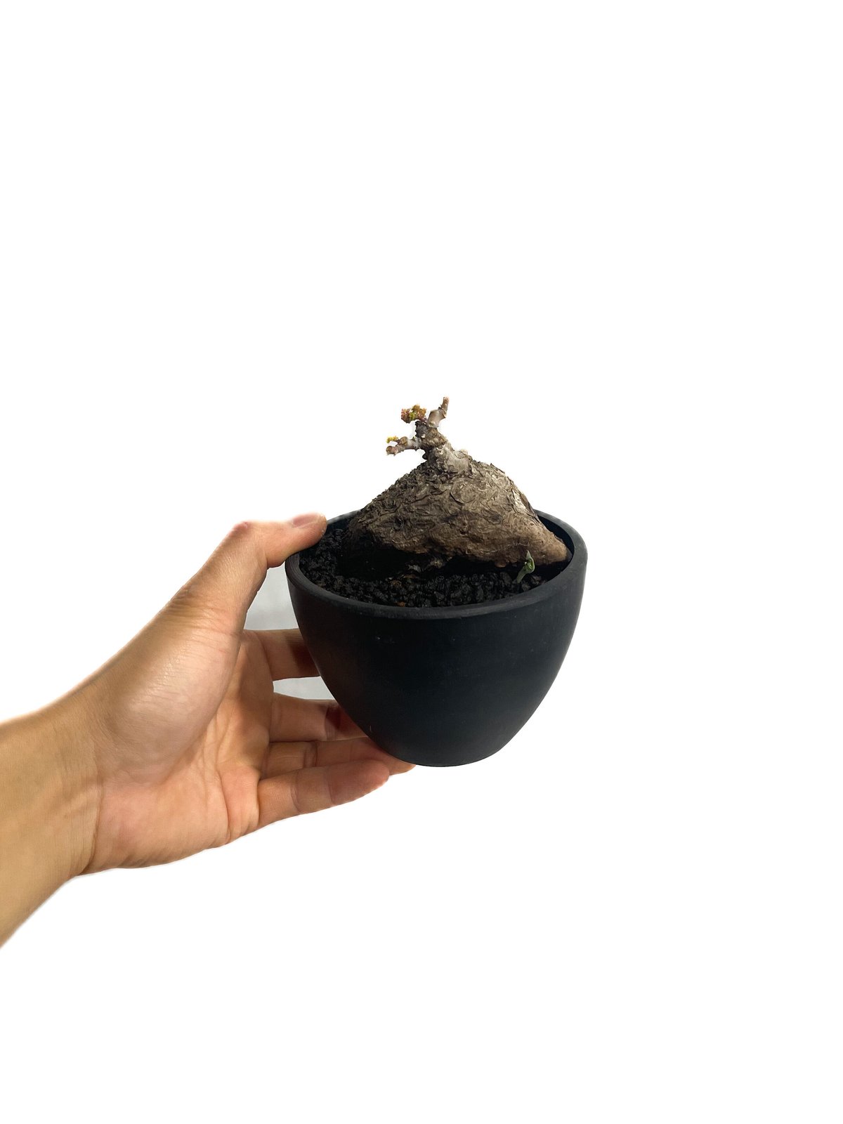 ステファニア カウィーサキー「Stephania Kaweesakii」3/8-128 | S