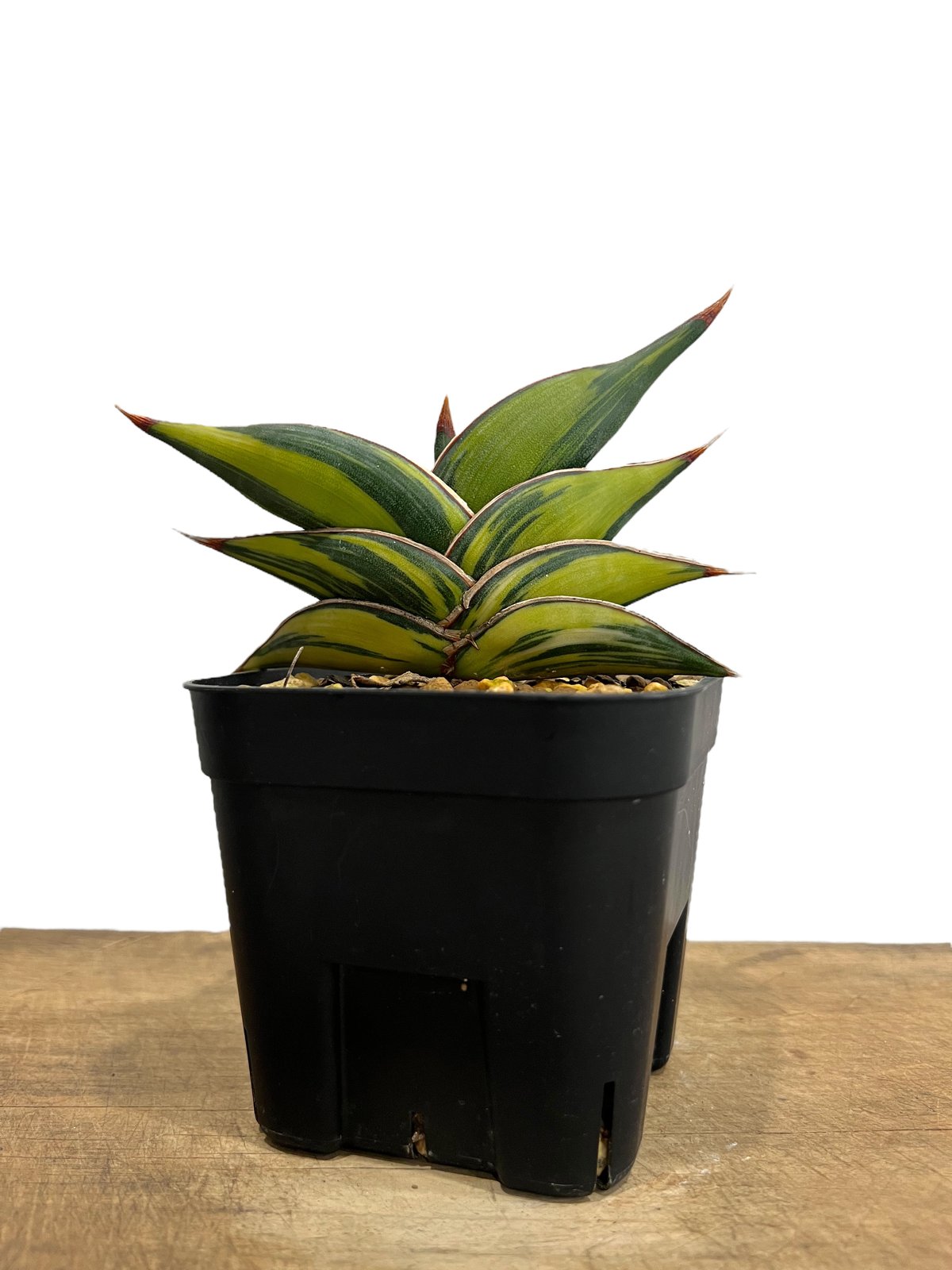 ⭐*️様 ＊Sansevieria Rorida＊サンスベリアロリダ＊斑入り＊ Amazon.co.jp: サンスベリア ロリダ 斑入り Sansevieria Rorida