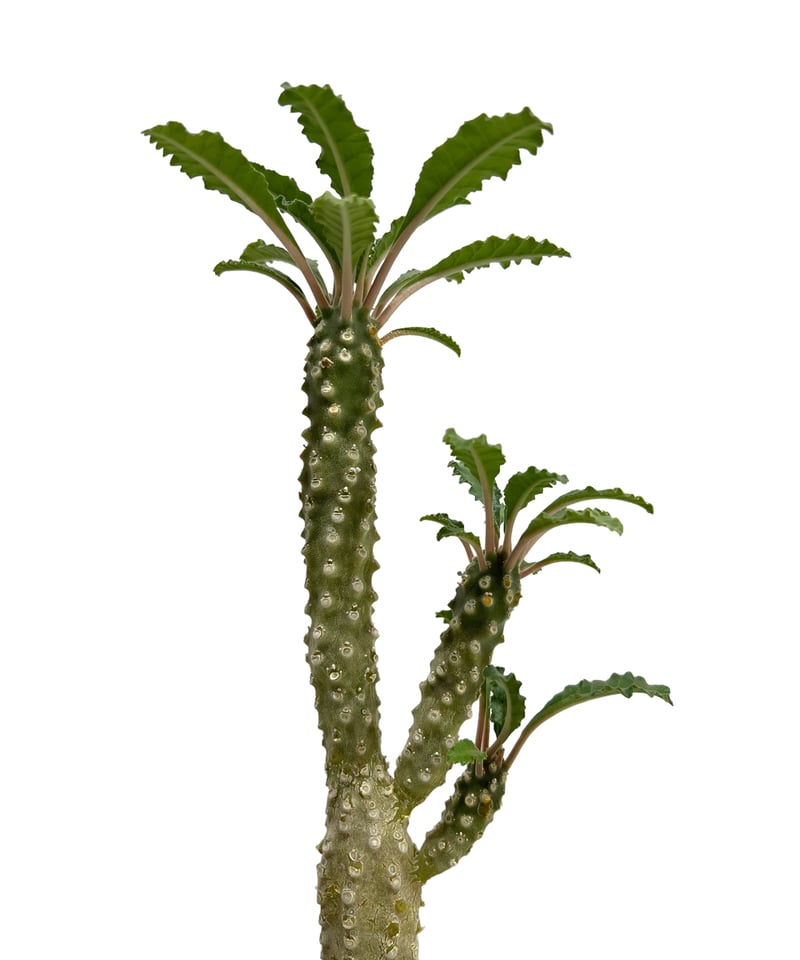 ドルステニア ラブラニー x ホルウッディ 「Dorstenia lavrani x