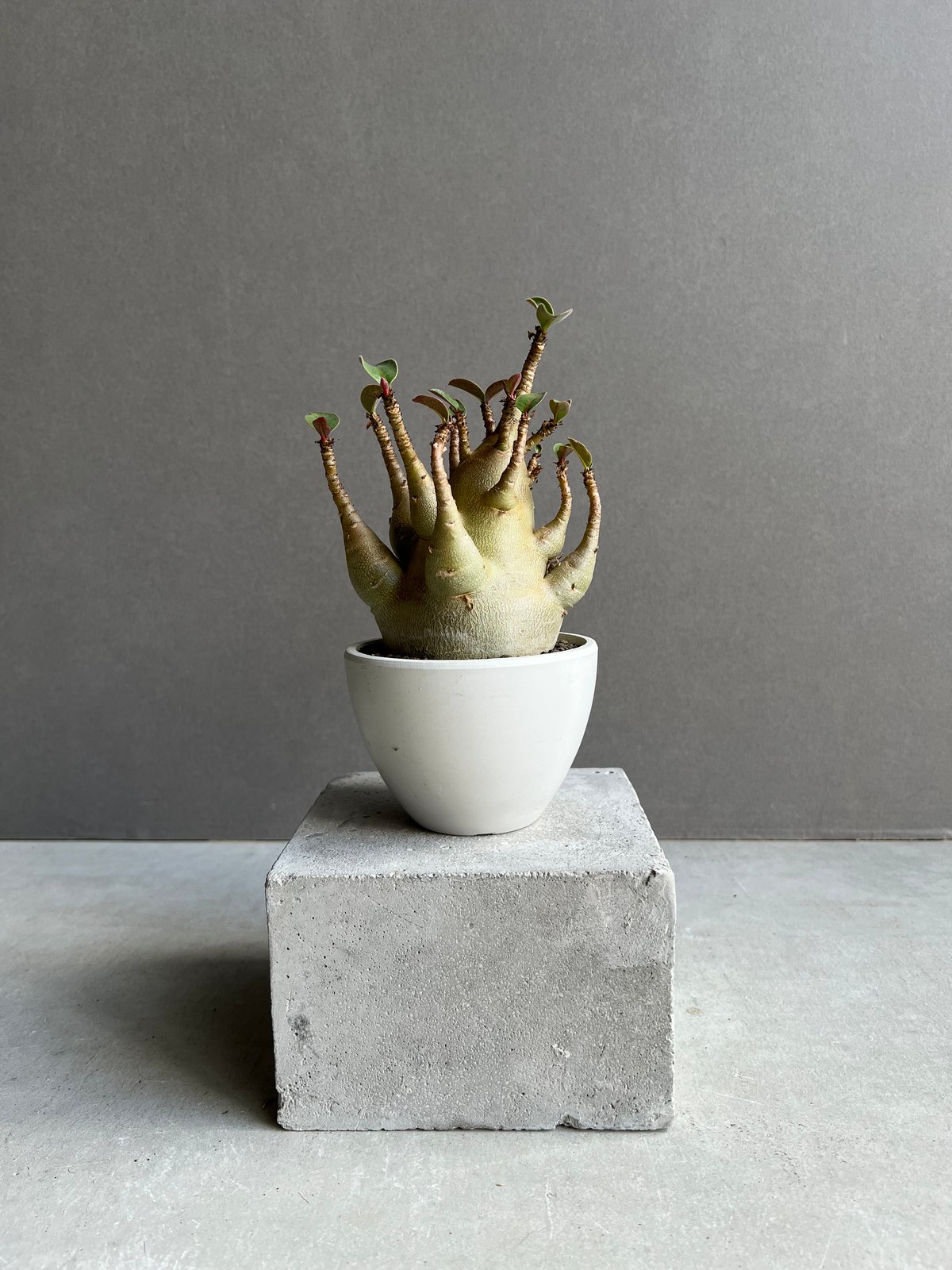アデニウム アラビカム スーパー ドワーフ タイプ 「Adenium arabicum