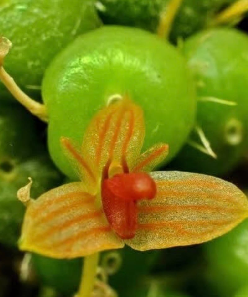バルボフィラム モニリフォルメ 「Bulbophyllum moniliforme」30I |