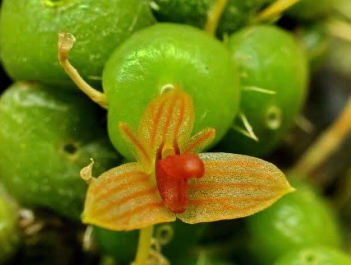 バルボフィラム モニリフォルメ 「Bulbophyllum moniliforme」30I |