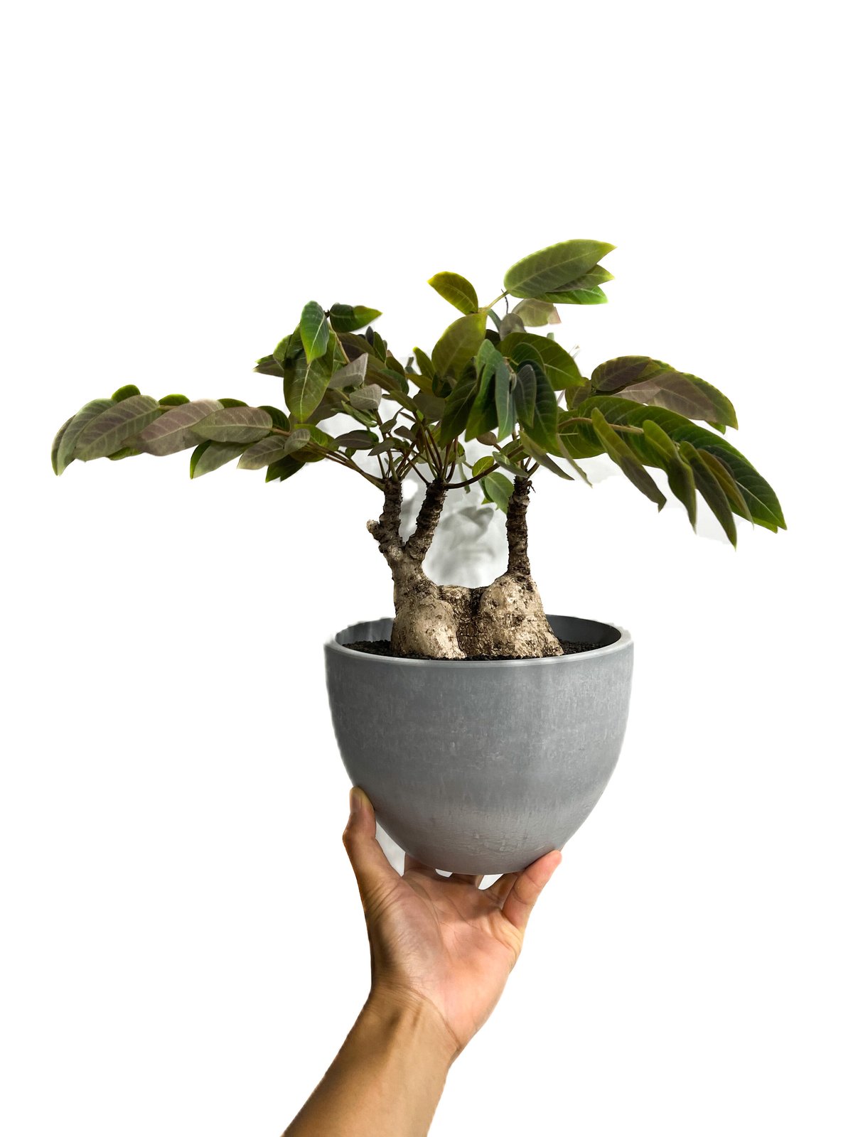 フィランサス ミラビリス「Phyllanthus mirabilis」8/25-93B | S