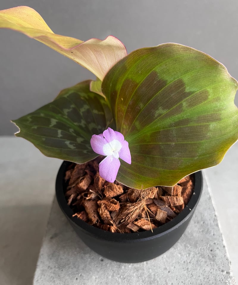 ケンフェリア プルクラ ピンク 斑入 「Kaempferia pulchra Pink Var