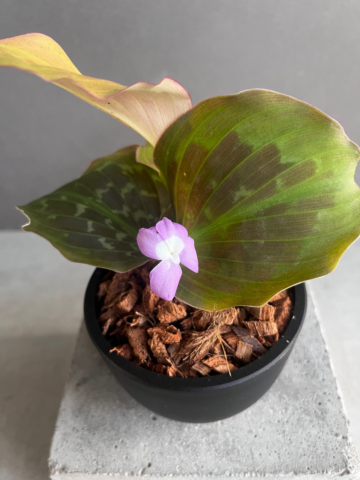 メルカリ便【ケンフェリアsp. pink galaxy var.】 ケンフェリア プルクラ ピンク 斑入 「Kaempferia pulchra Pink Var