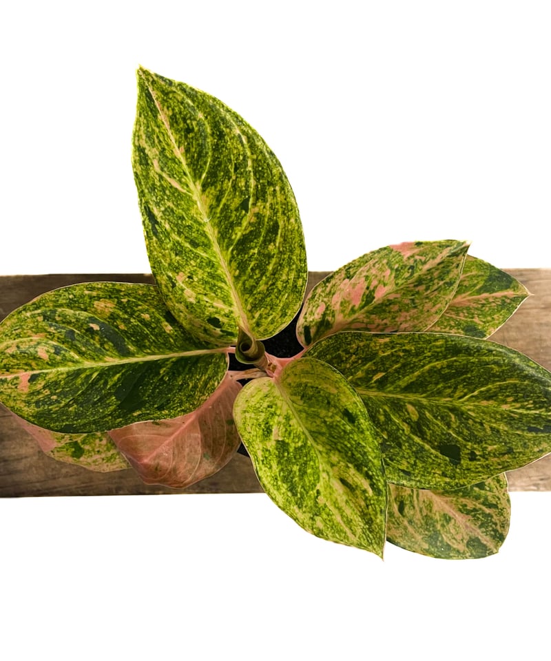 アグラオネマ sp.「Aglaonema sp. (Takeoka's Select)」8/3