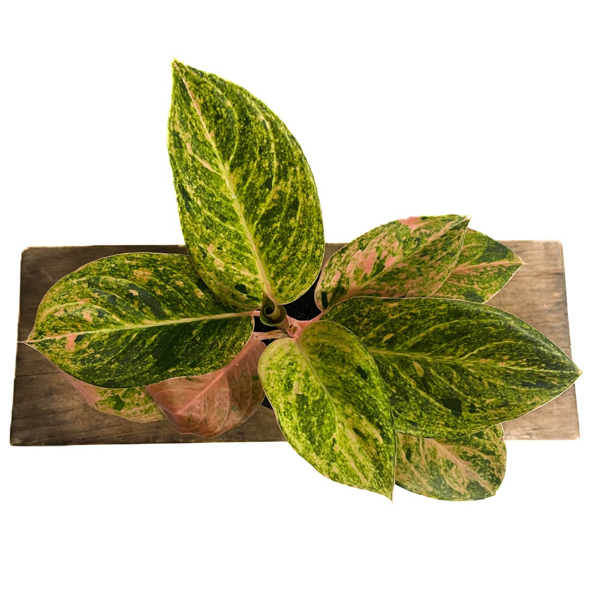 アグラオネマ sp.「Aglaonema sp. (Takeoka's Select)」8/3
