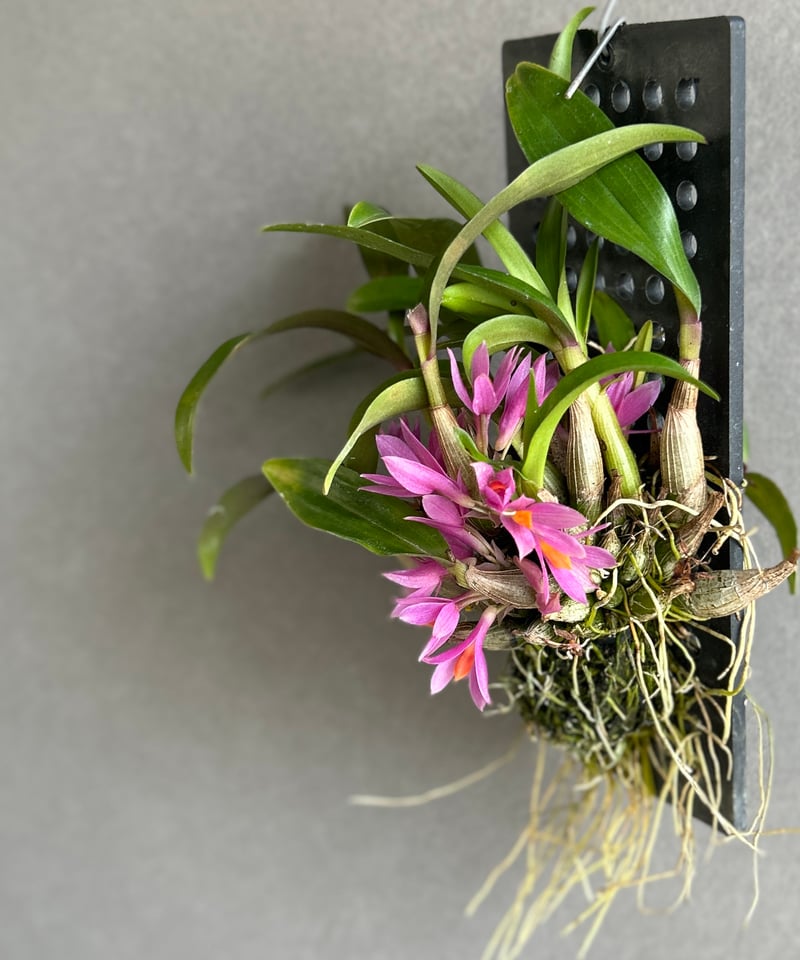 デンドロビウム ヒビキ 「Dendrobium Hibiki」82F | SHOUCHIKUEN