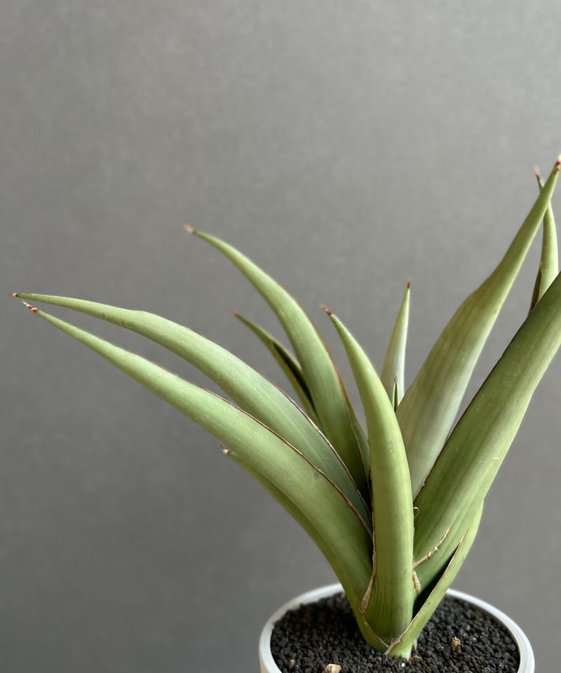 サンセベリア チャオプラヤ 「Sansevieria Chao Phraya」61F | SH