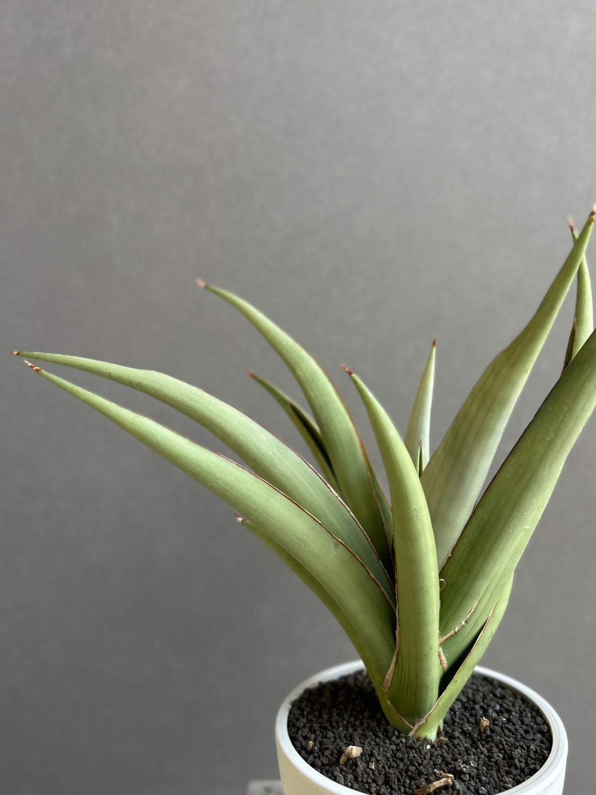 サンセベリア チャオプラヤ 「Sansevieria Chao Phraya」61F | SH