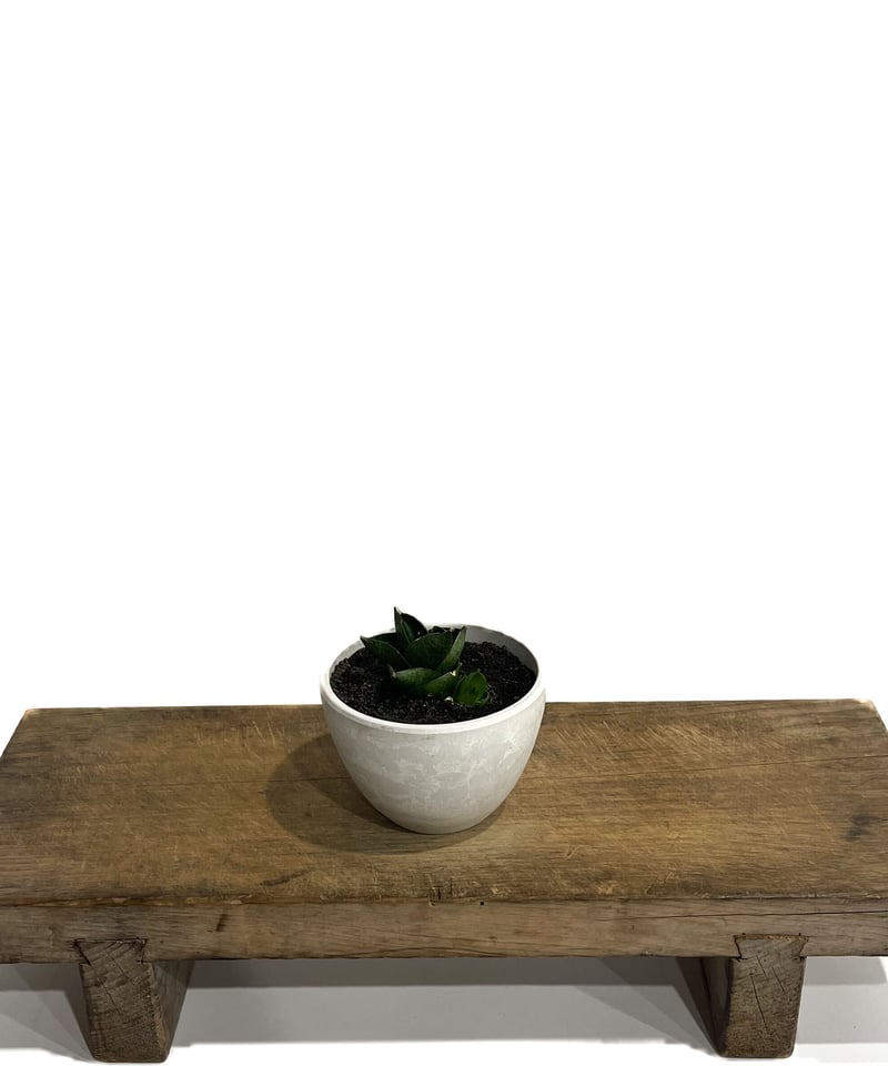 サンセベリア アンヤマニー ハイブリッド SP013 ドワーフ タイプ