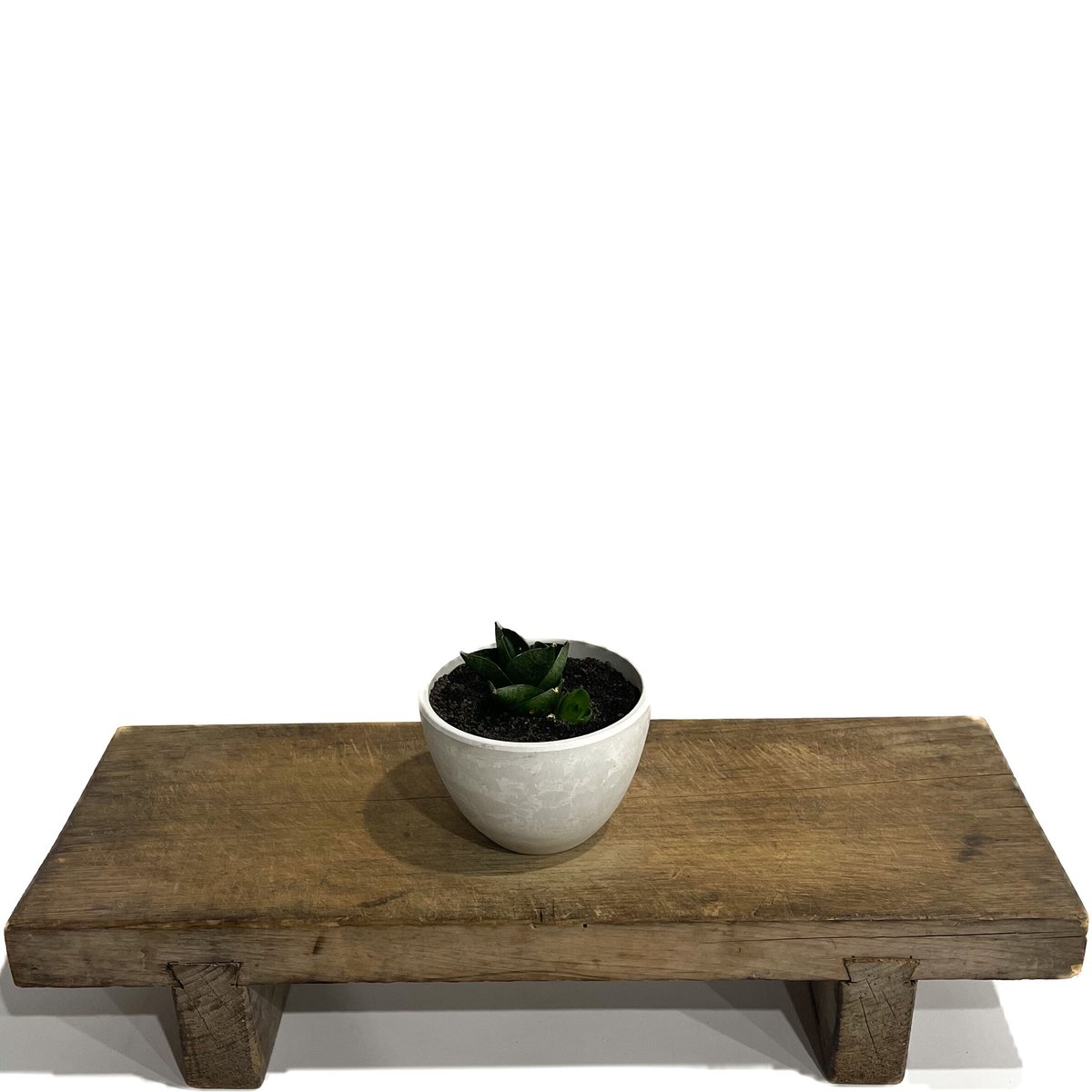 EMP サンセベリア アンヤマニーハイブリッド ドワーフEM1 / SA264 EMP サンセベリア アンヤマニーハイブリッド ドワーフEM1 / SA264