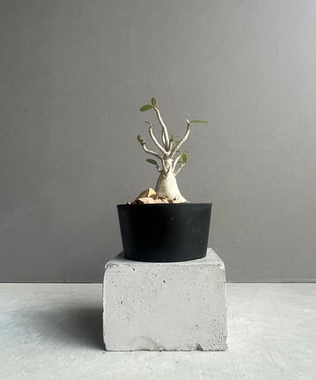 CATEGORY アデニウム | SHOUCHIKUEN