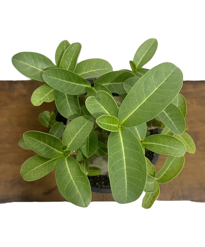 アデニウム アラビカム スーパー ドワーフ “ブラック” 「Adenium