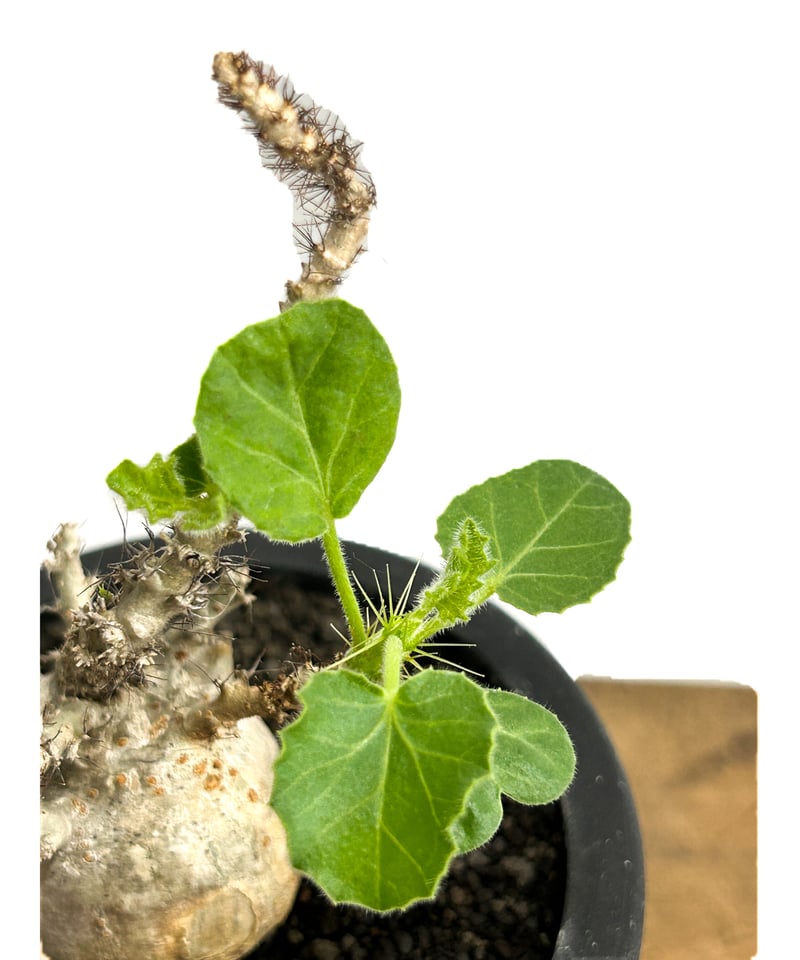 ヤトロファ マルギナータ 「 jatropha marginata」6/14-782-1 |
