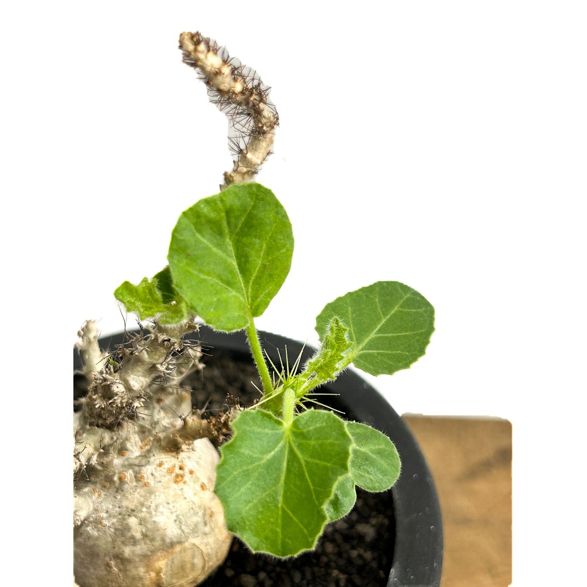 1752 Jatropha marginata / ヤトロファ マルギナータ Jatropha marginata