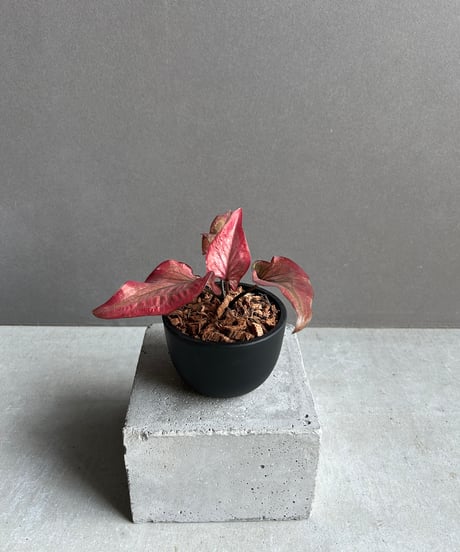 カラジウム　カラジューム　タイハイブリッド　ヒラヒラ系 カラジウム カラジューム タイハイブリッド ヒラヒラ系 カラジウム