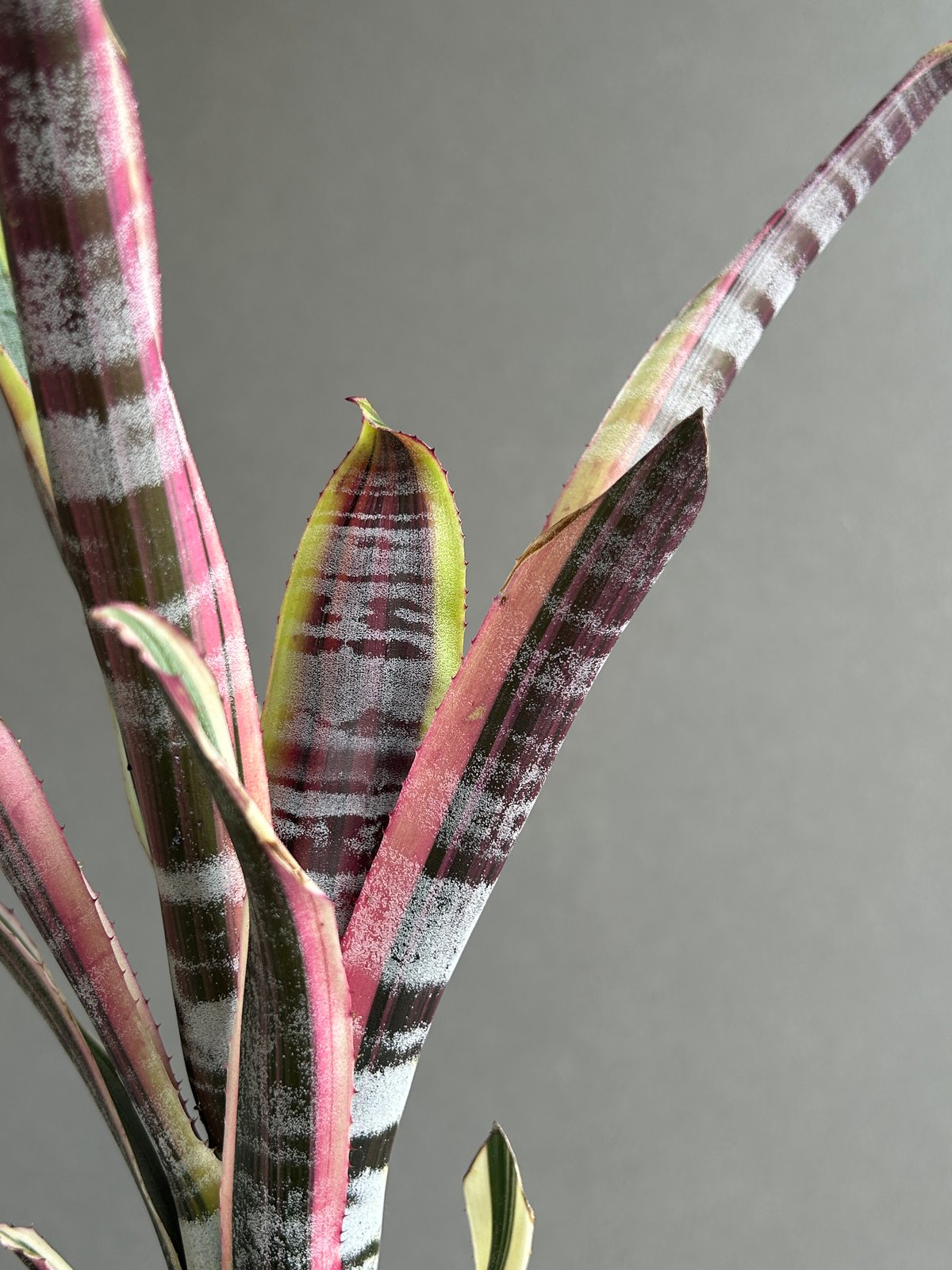 希少　Aechmea Otto エクメア　オットー　超美株　タンクブロメリア エクメア オットー 「Aechmea Otto」49H | SHOUCHIKUEN