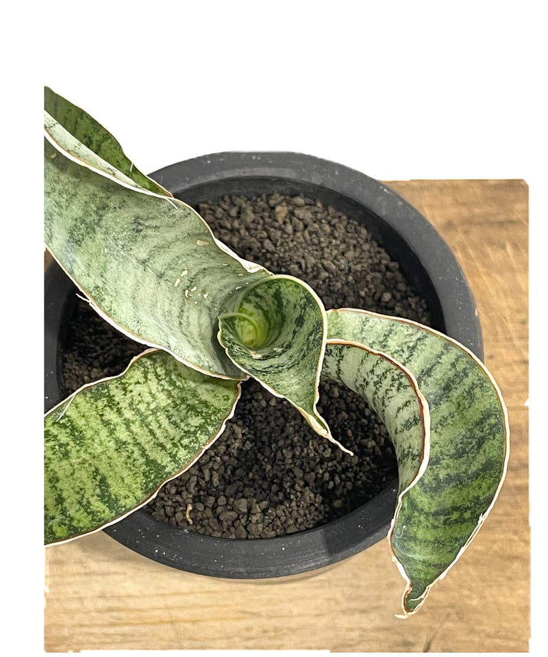 サンセベリア エムベヤ ブルー「Sansevieria Mbeya Blue」38E-1 |