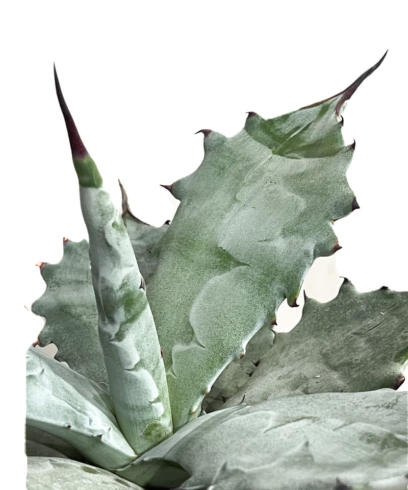 アガベ コロラータ「Agave colorata」19E-3 | SHOUCHIKUEN