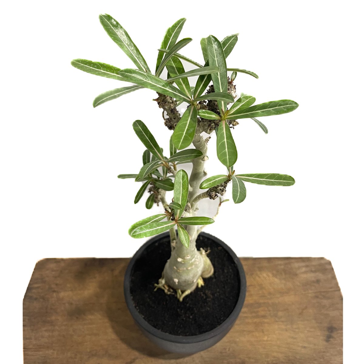 アデニウム 突然変異種 選抜個体「Adenium mutant」18C-4 | SHOUCH