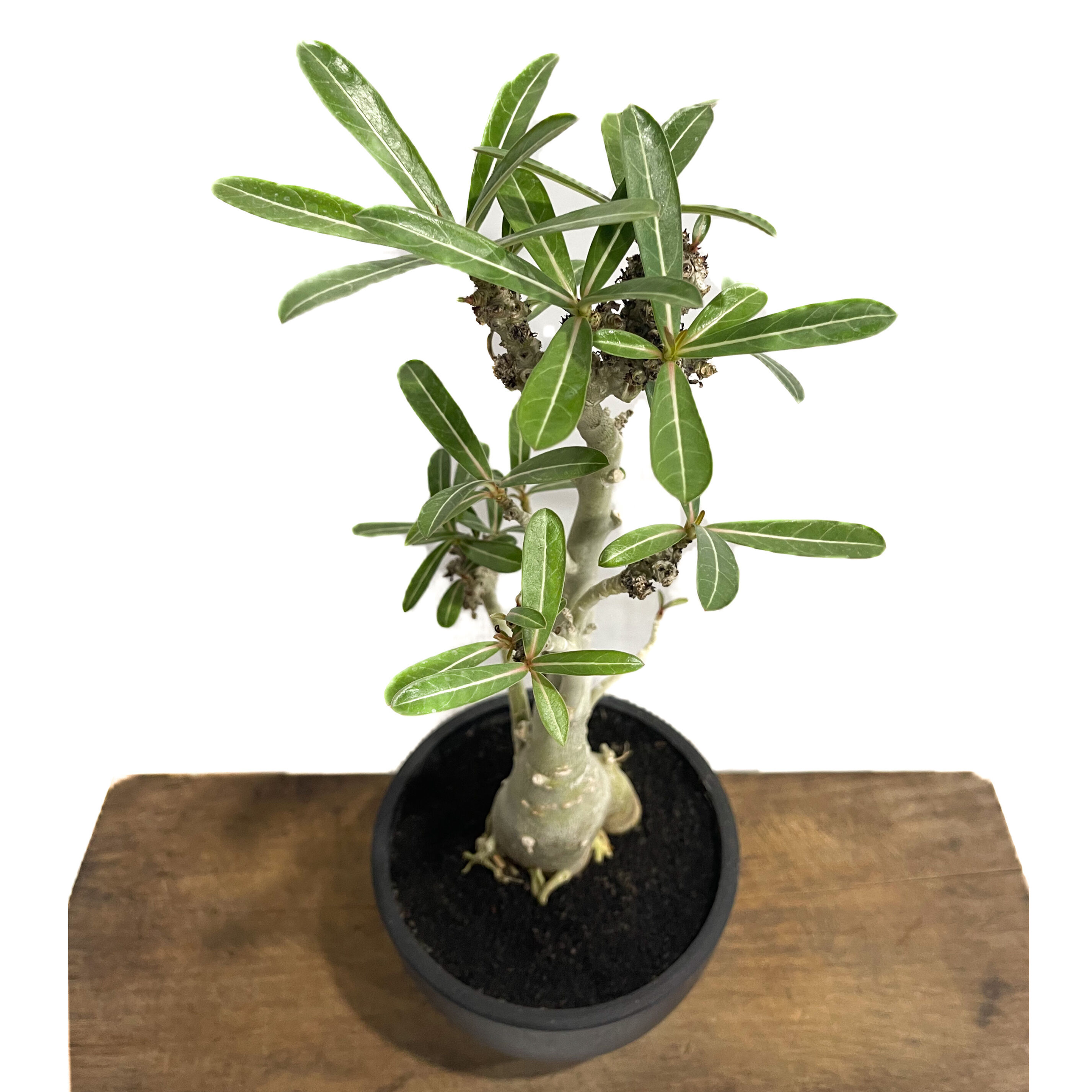 アデニウム 突然変異種 選抜個体「Adenium mutant」18C-4 | SHOUCH