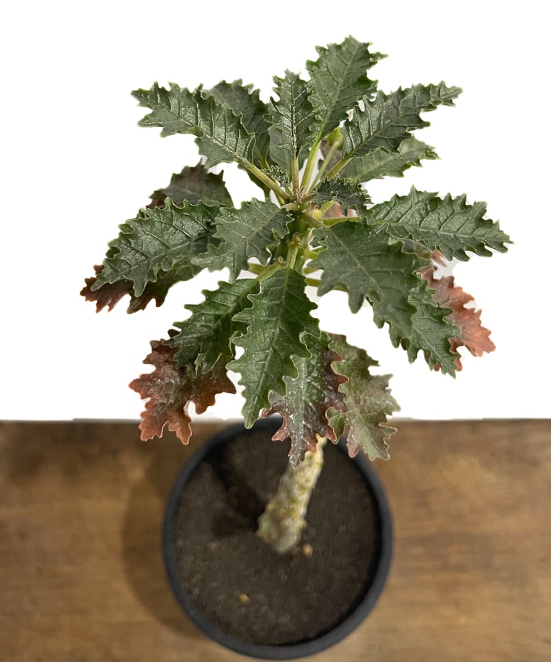 ドルステニア ジプソフィラ x ラブラニー 「Dorstenia ドルステニア ジプソフィラ x ラブラニー 「Dorstenia