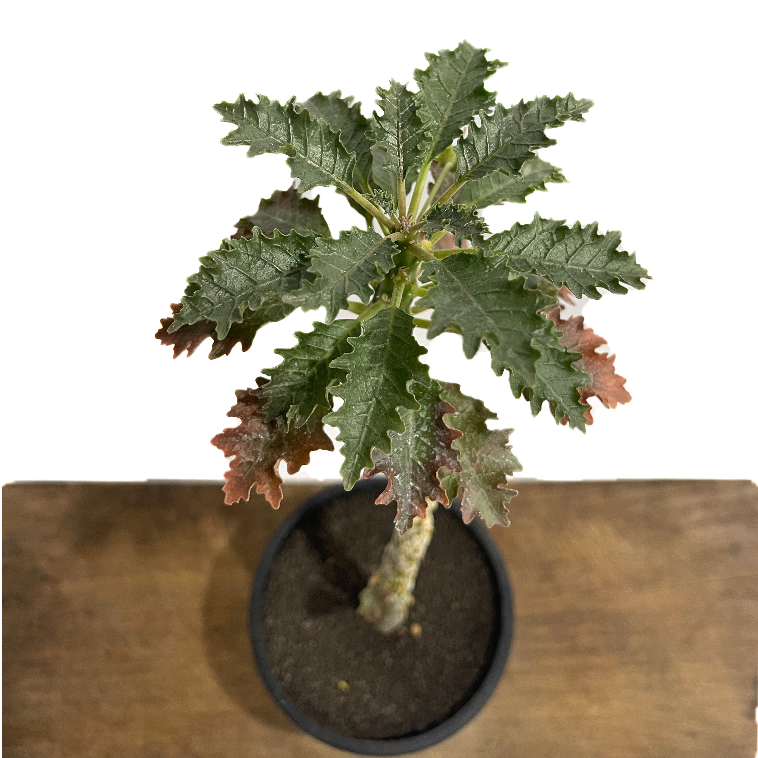 ドルステニア ジプソフィラ x ラブラニー 「Dorstenia gypsophila x l