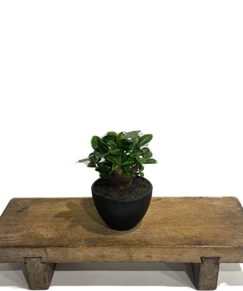 アデニウム アラビカム ドワーフ “ブラック”「Adenium arabicum Dwar