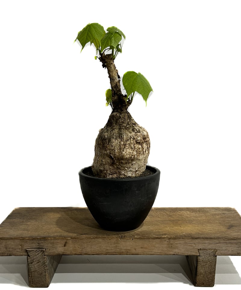 フィルミアナ コロラータ「 Firmiana colorata」5/29-637 D | SH