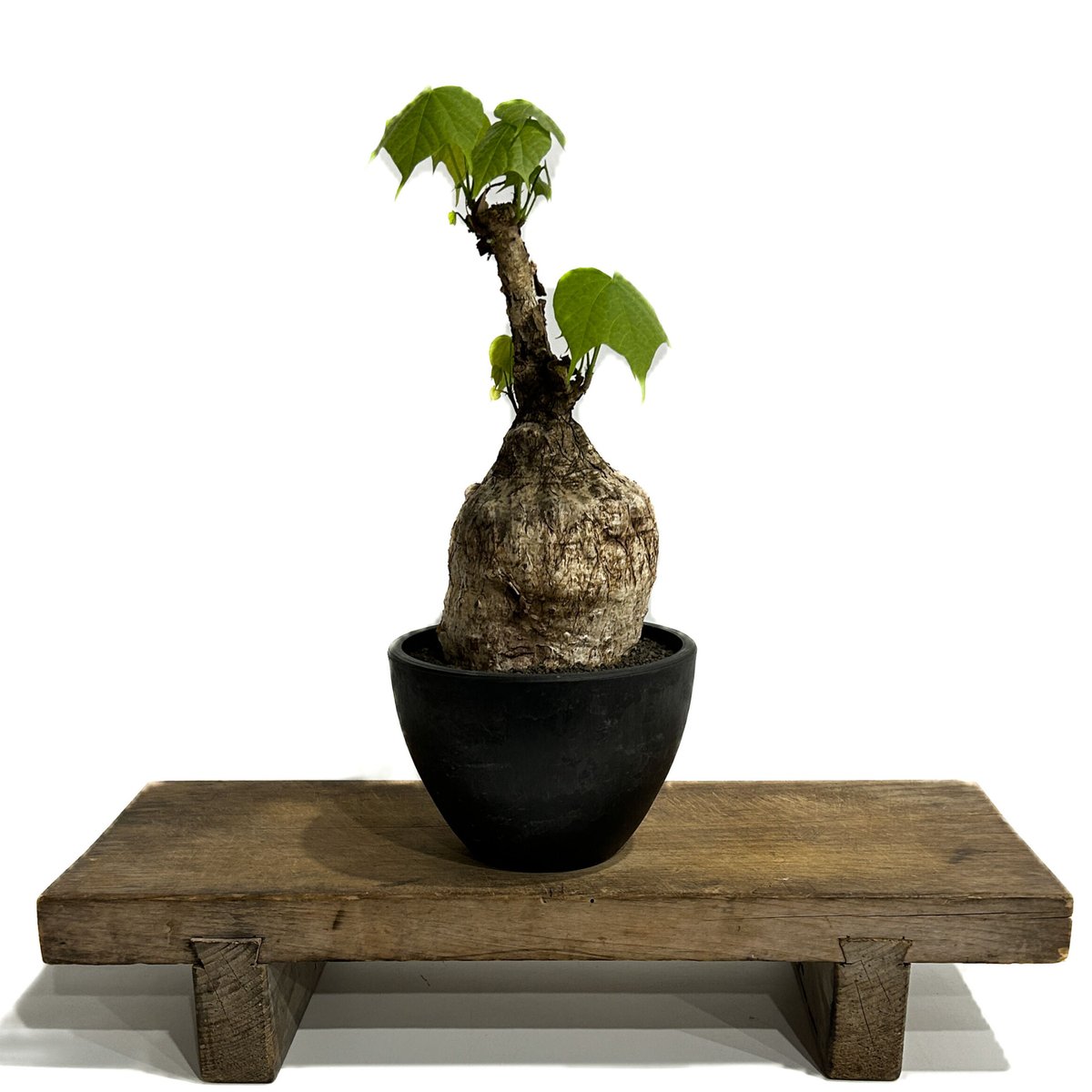 フィルミアナ コロラータ「 Firmiana colorata」5/29-637 D | SH