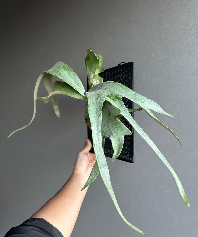 すーです。　Mt,Lewis　x　Willincki Frontier Plants】ビカクシダ・ウィリンキー・ジェニー♯1