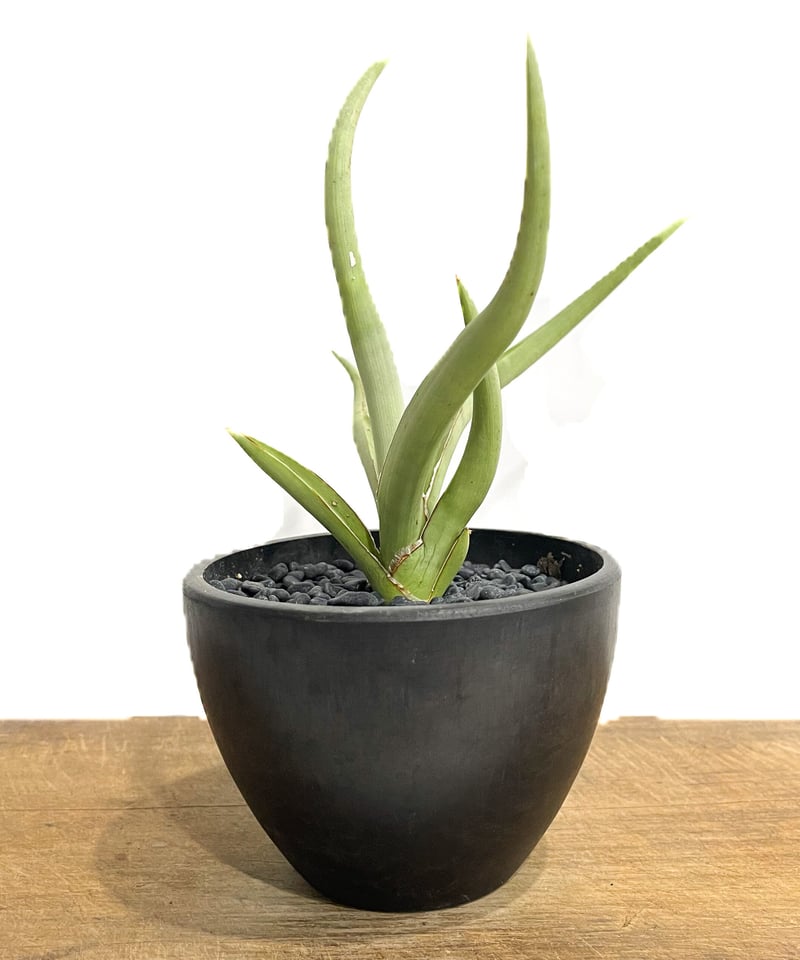 サンセベリア ダンシング ヒーロー「Sansevieria Dancing Hero (by