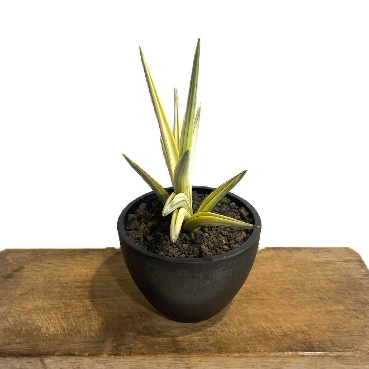 Sansevieria Royal Crown Variegata②サンスベリア - 植物/観葉植物