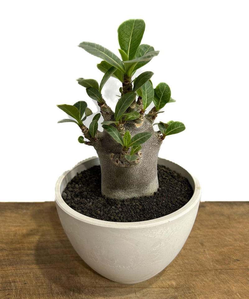 アデニウム アラビカム ドワーフ “ブラック”「adenium arabicum アデニウム アラビカム ドワーフ “ブラック”「adenium arabicum