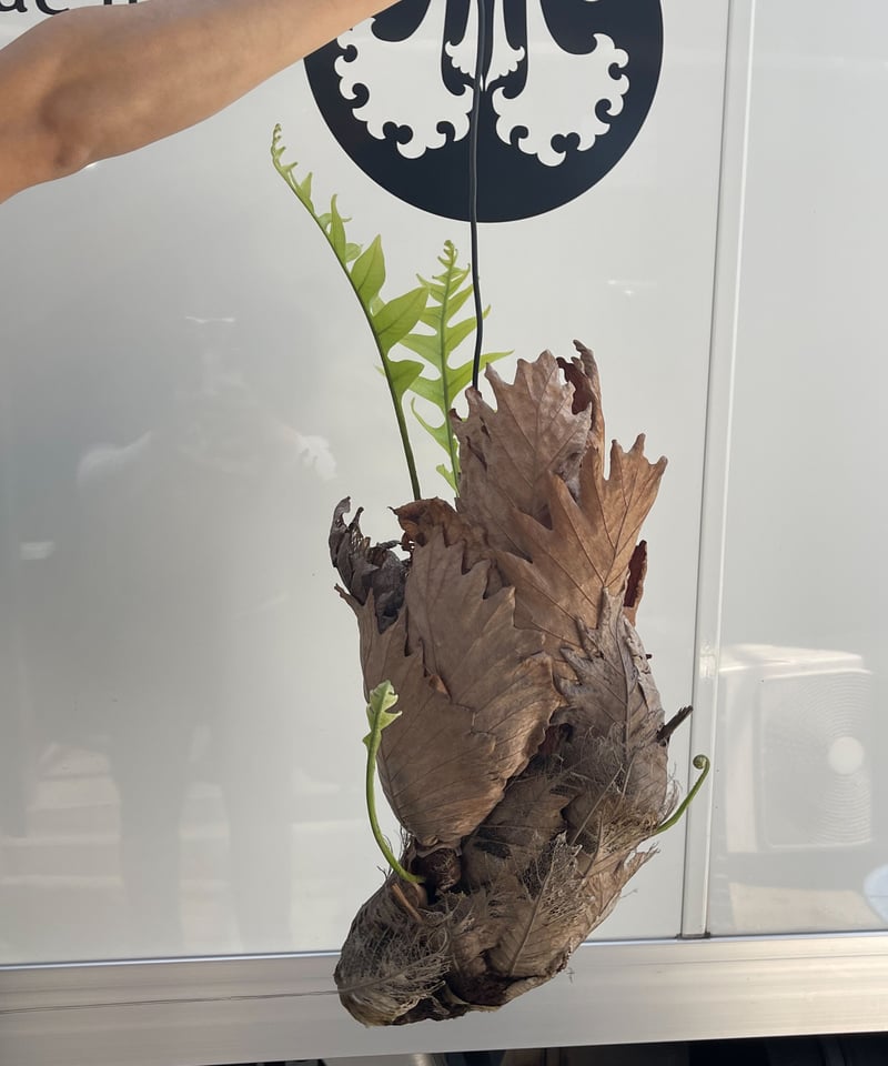 ドリナリア クエルシフォリア「Drynaria quercifolia」5/2 | SHOUC