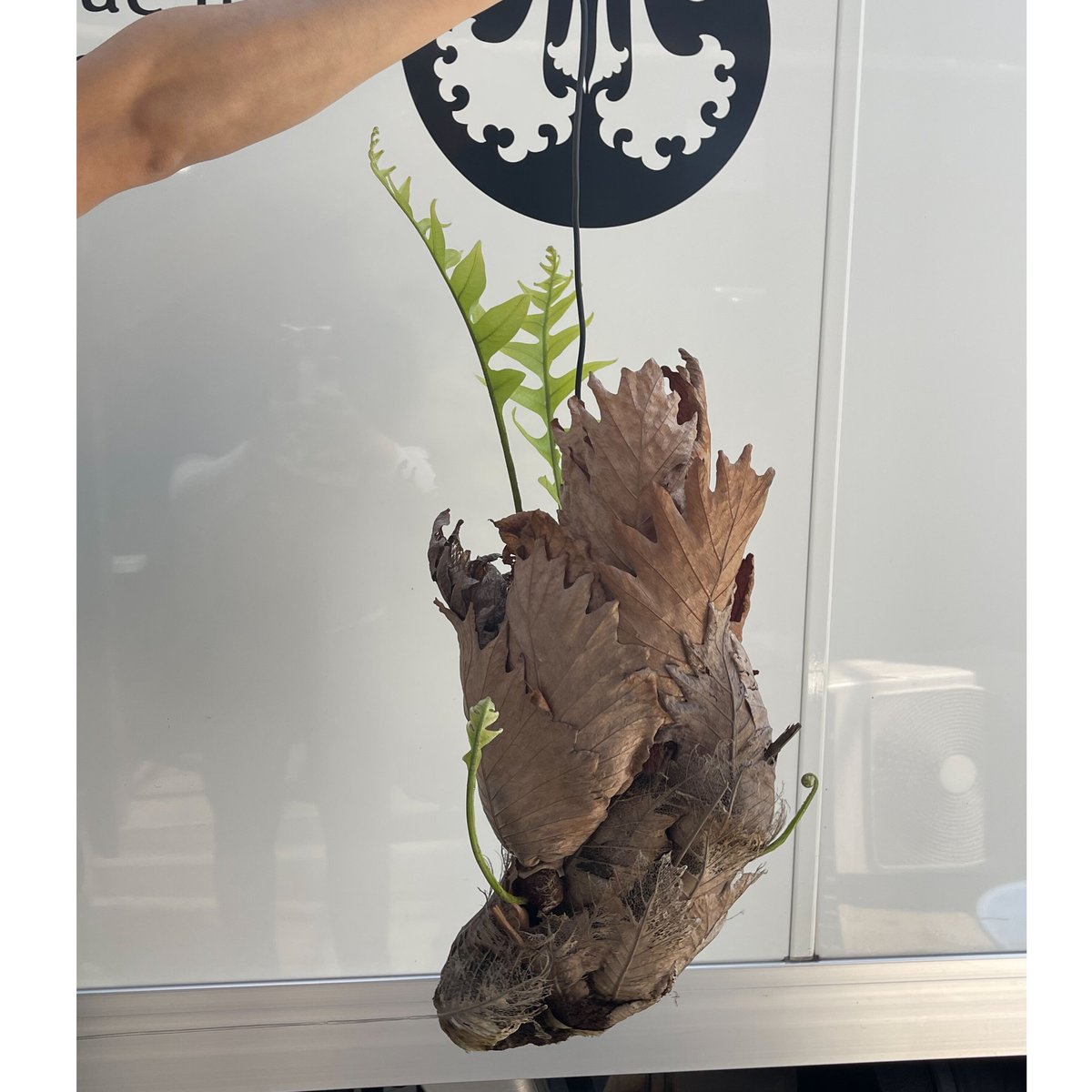 ドリナリア クエルシフォリア「Drynaria quercifolia」5/2 | SHOUC