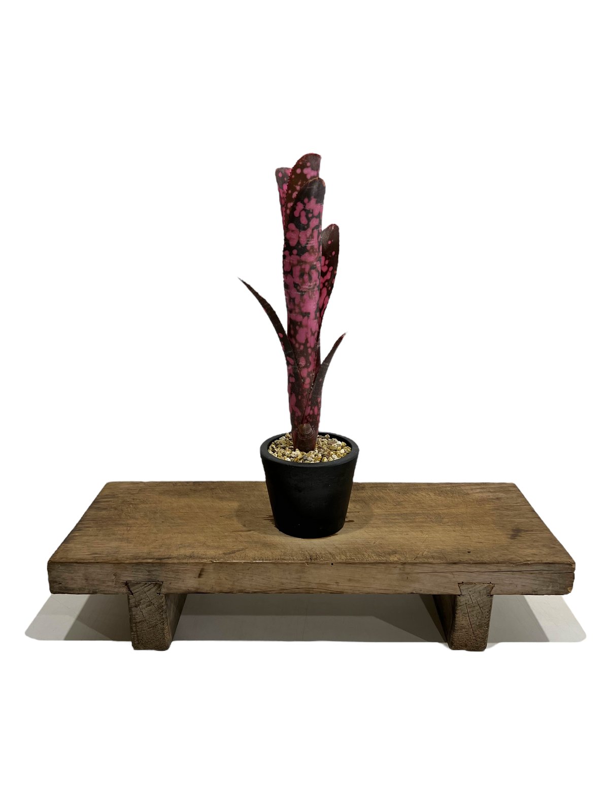 ビルベルギア インセンディアリー デライト 「Billbergia