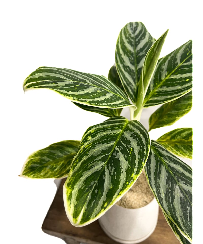 アグラオネマ バンコク ハイブリッド “変異種”「Aglaonema アグラオネマ バンコク ハイブリッド “変異種”「Aglaonema