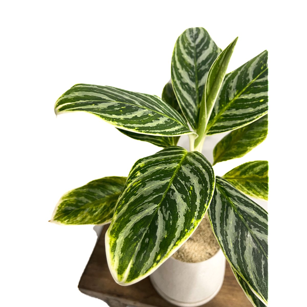 アグラオネマ バンコク ハイブリッド “変異種”「Aglaonema Bangkok hybr... アグラオネマ バンコク ハイブリッド “変異種”「Aglaonema Bangkok hybr...