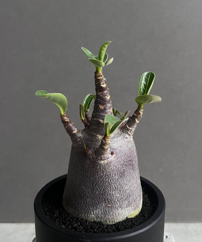 アデニウム アラビカム スーパー ドワーフ “ブラック” 「Adenium