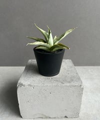 サンセベリア スサノオ 「Sansevieria Susano 'O' (by Unyaman