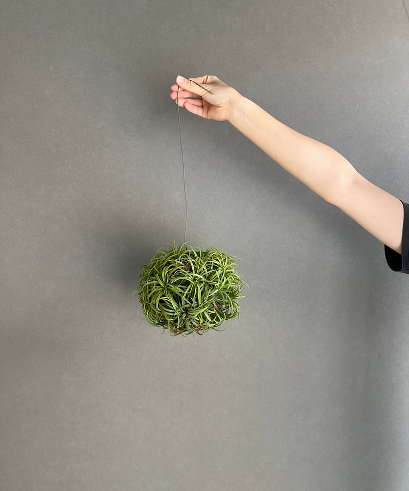 Tillandsia Ionantha  Ball 速達発送 Tillandsia Ionantha Ball 速達発送 Tillandsia Ionantha Ball