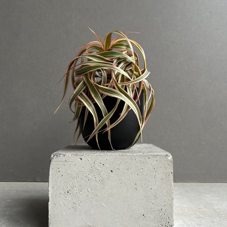 ドラセナ | STORES