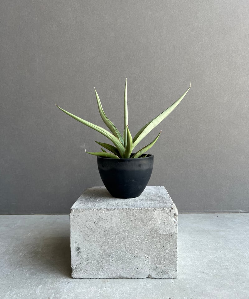 サンセベリア ダンシング ドラゴン 「Sansevieria Dancing Dragon
