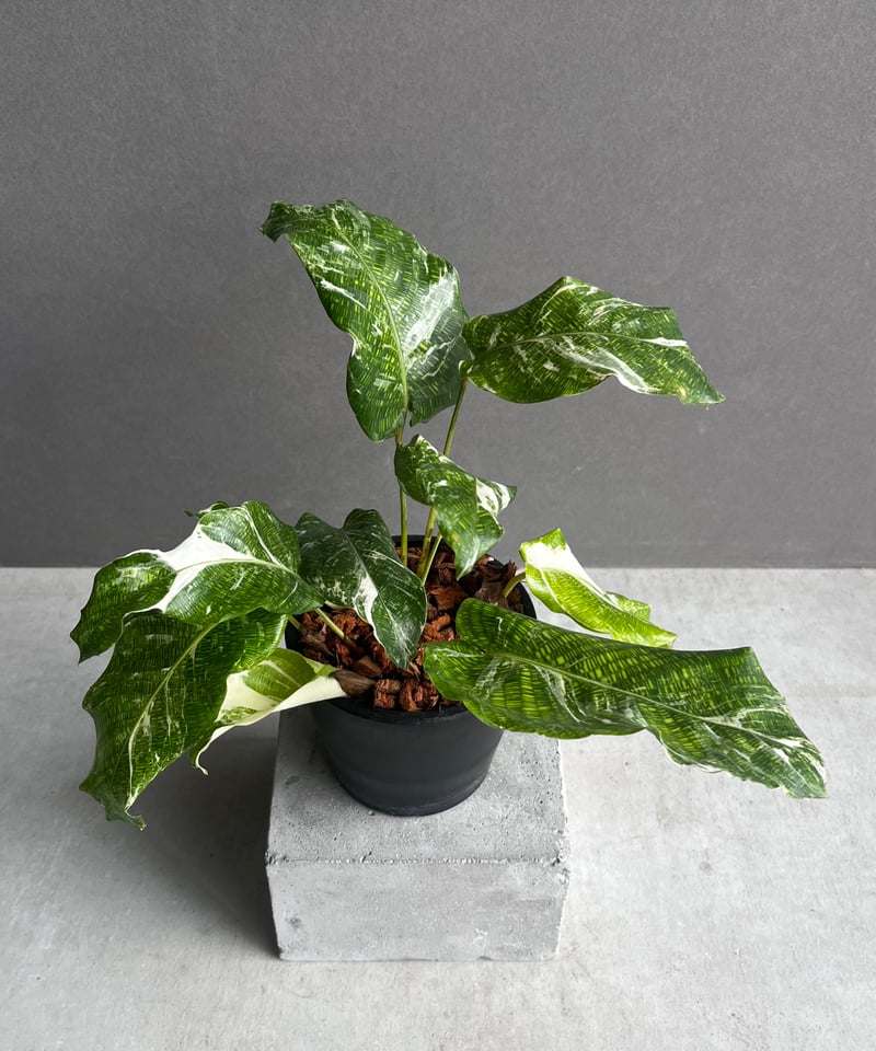 カラテア ムサイカ 斑入 「Calathea musaica variegated」2A |